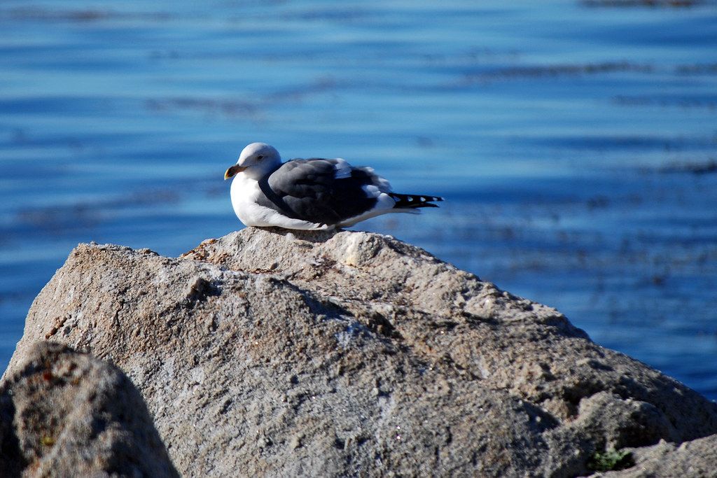 17 Mile Drive_2011 10 17_0088