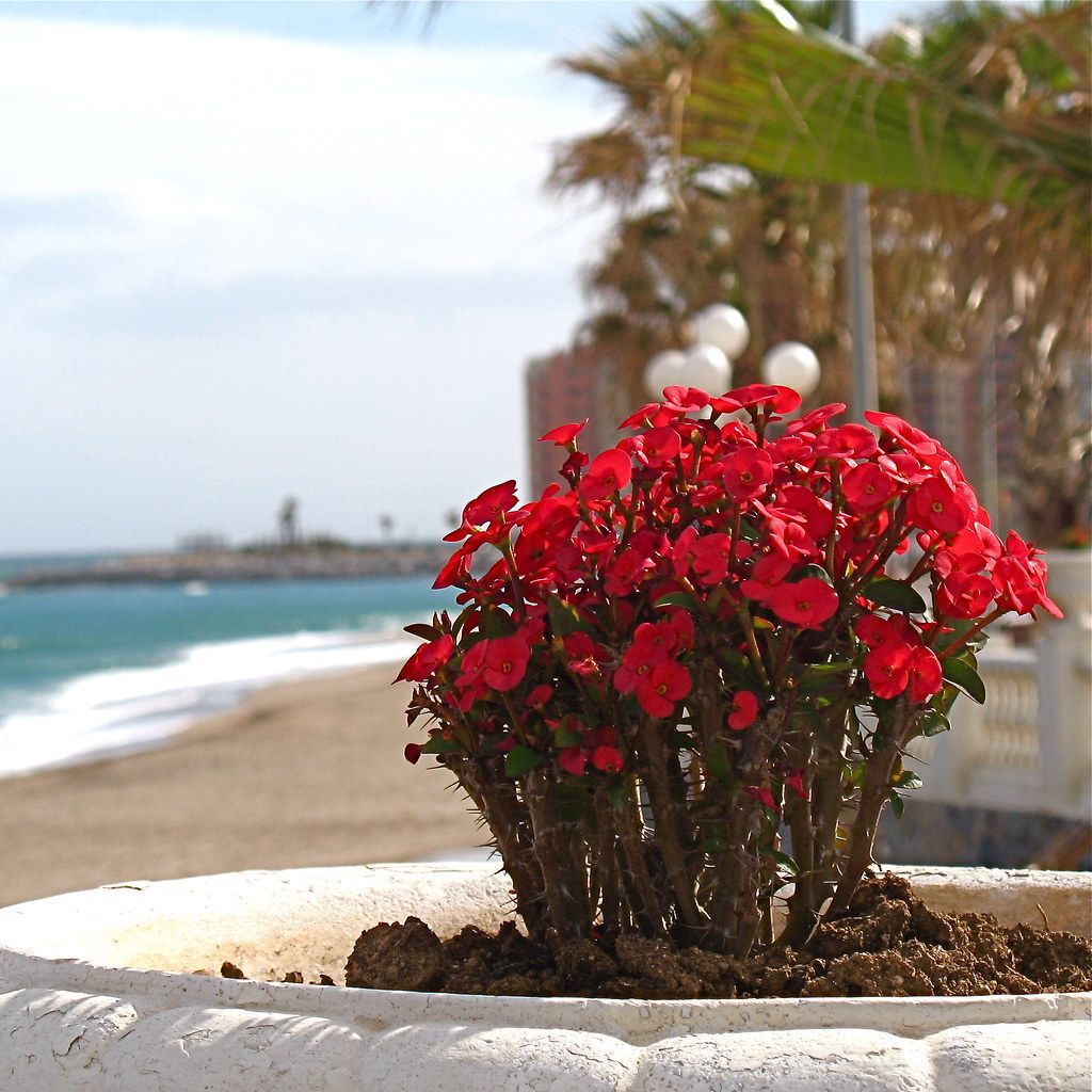 Ocotillo (not) Plant at the Beach