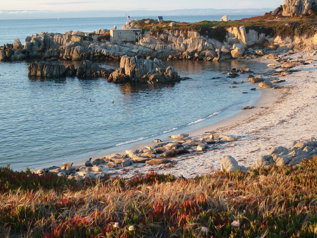 Seal Cove near Hopkins Marine Station, Monterey Bay