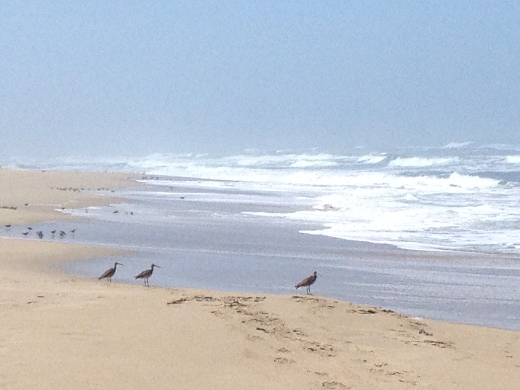 San Gregorio Beach
