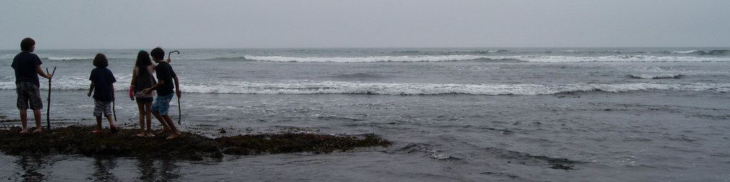 Seaweed at Moss Beach