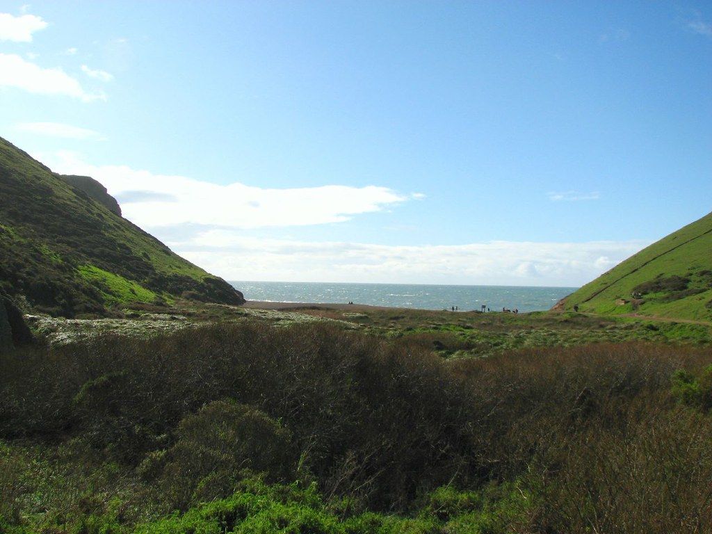 Tennessee Cove vegetation