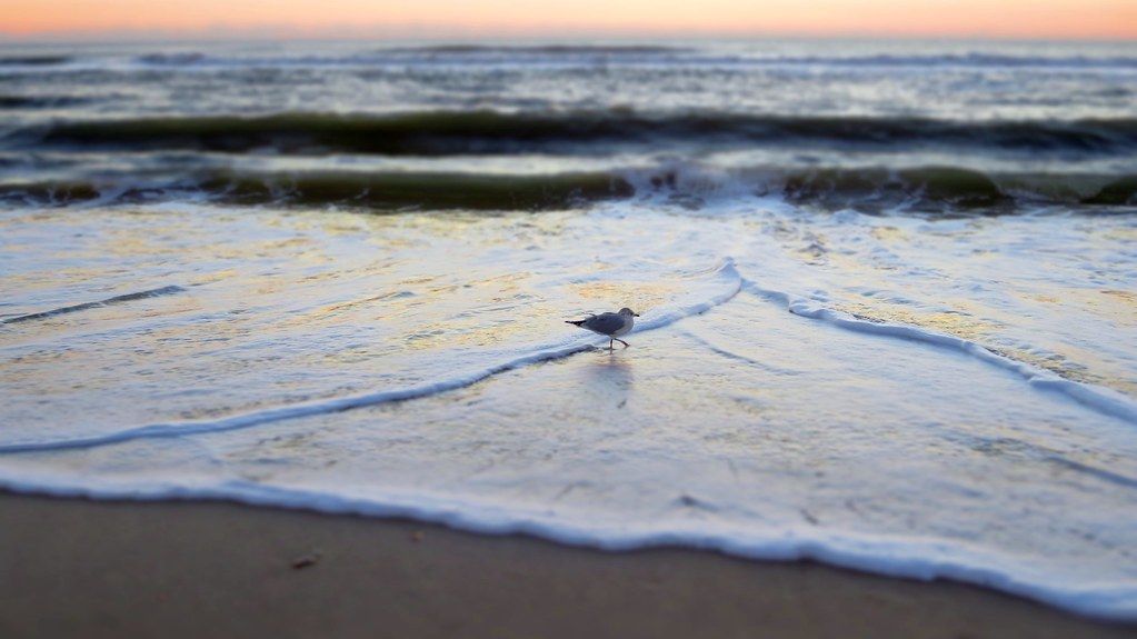 Assateague Island Trip - Pre-dawn Gull