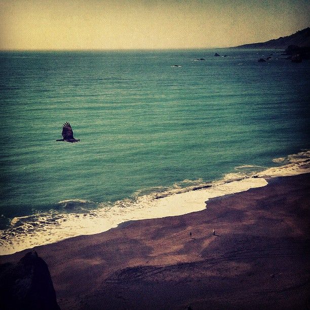 An #american #eagle flying over #sonoma #beach