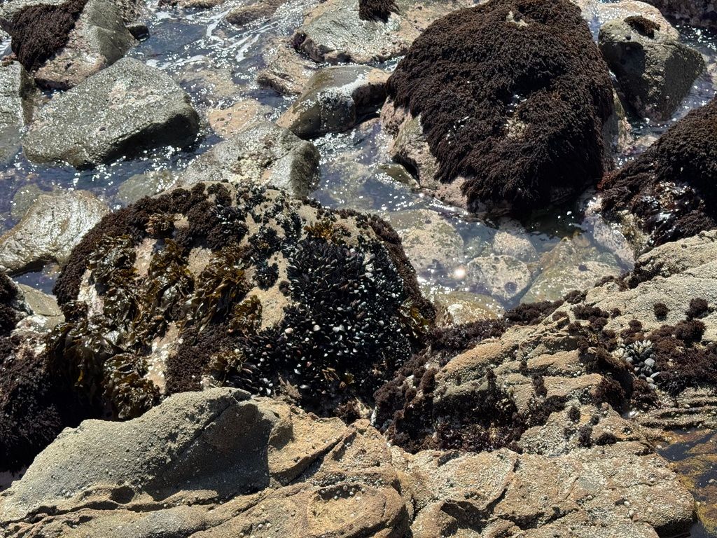 Ochre Sea Star Stillwater Cove, Jenner, CA, US