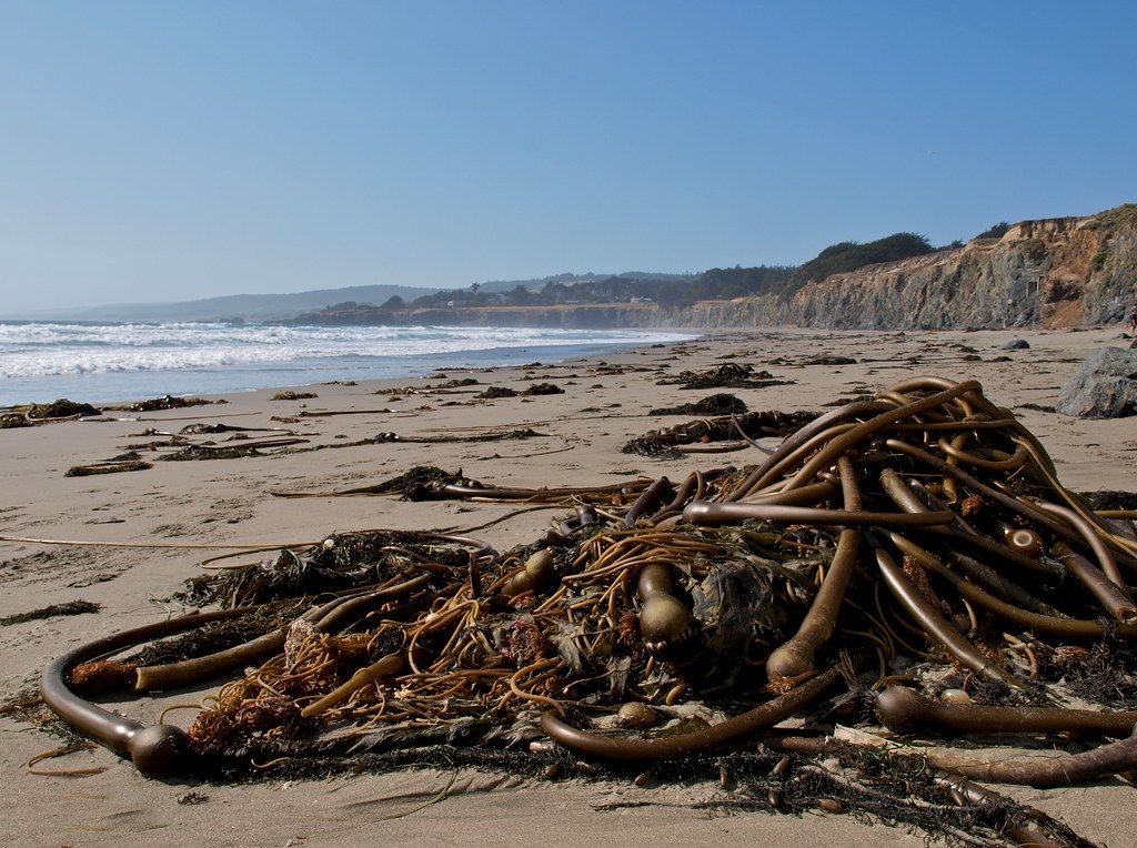 Beach Graffiti at Sea Ranch