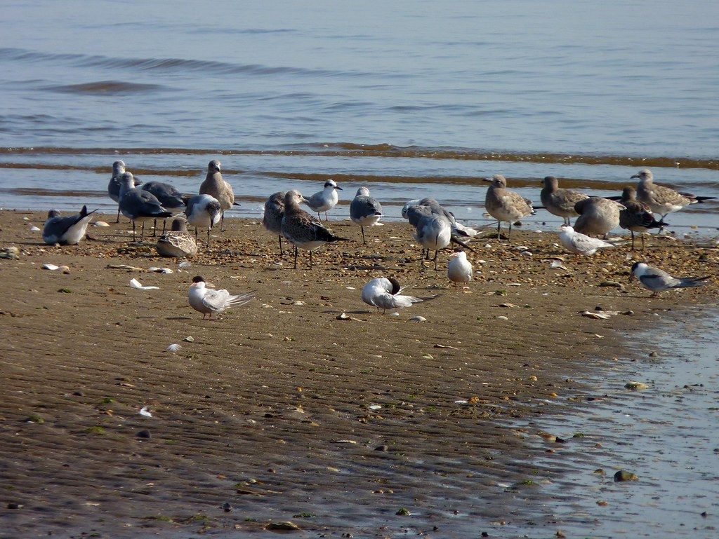 Bonaparte's Gull