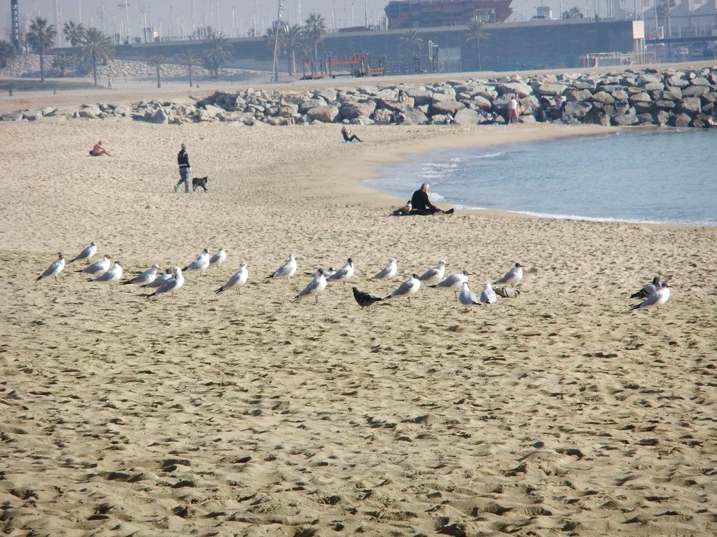 Seagulls on a Beach