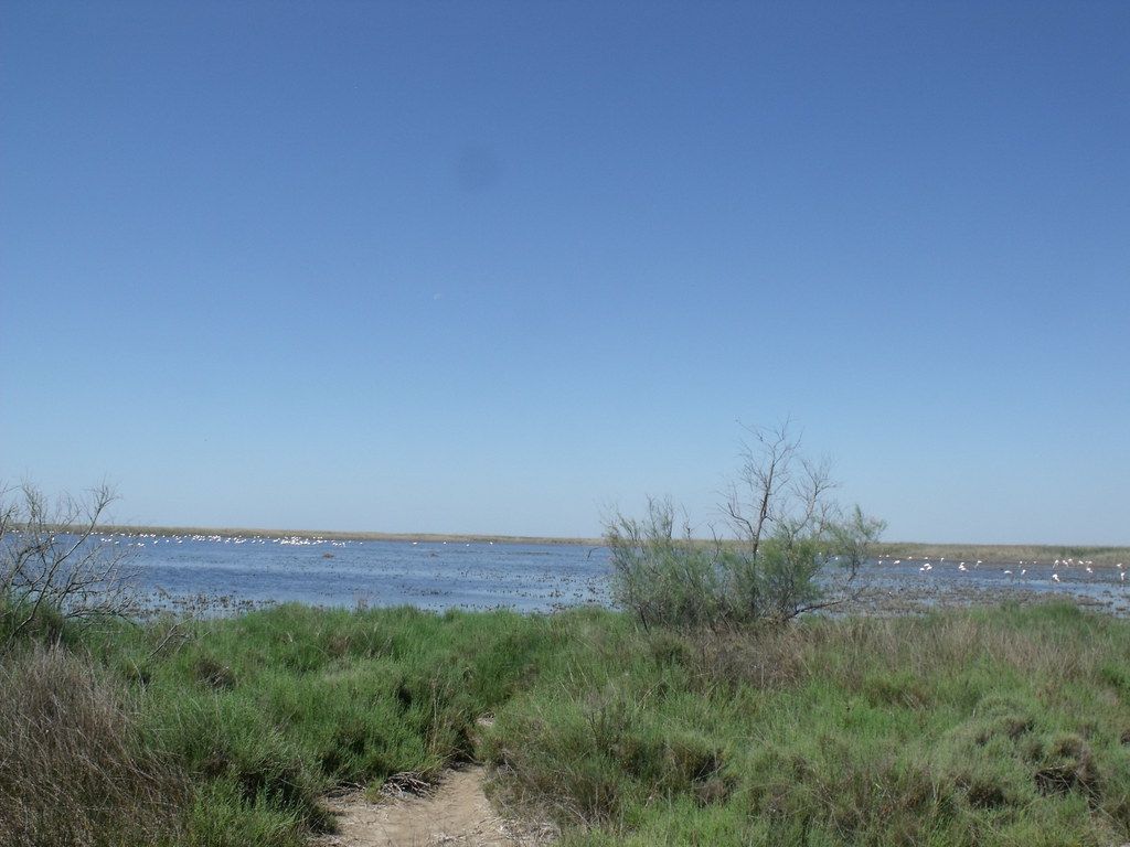 The Camargue - Pink Flamingos