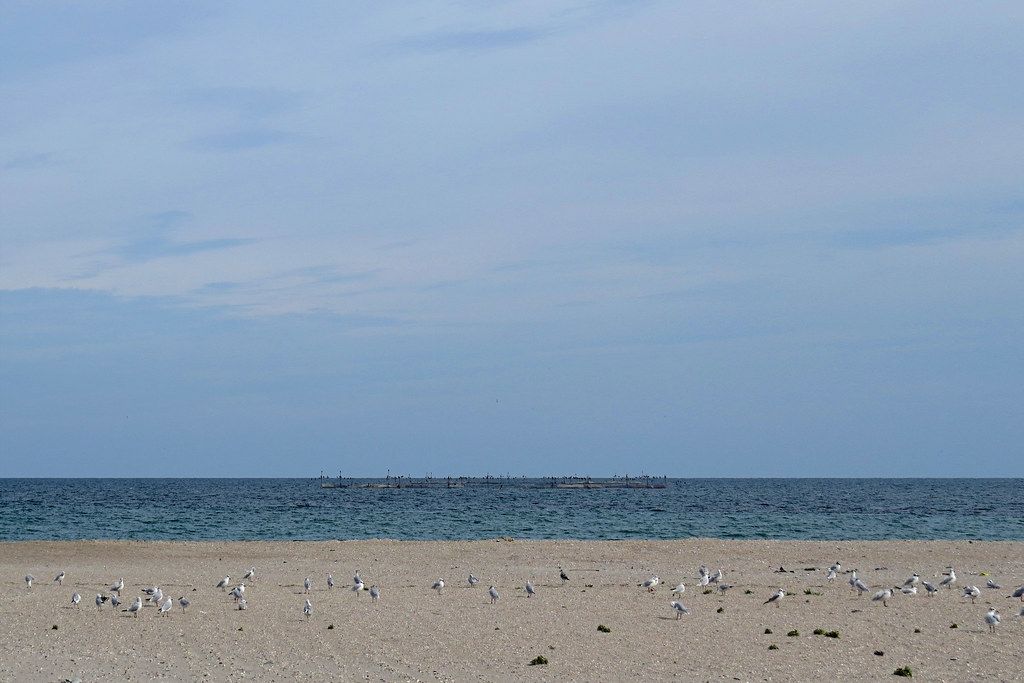 Seagulls near Saturn (AP4P1333)