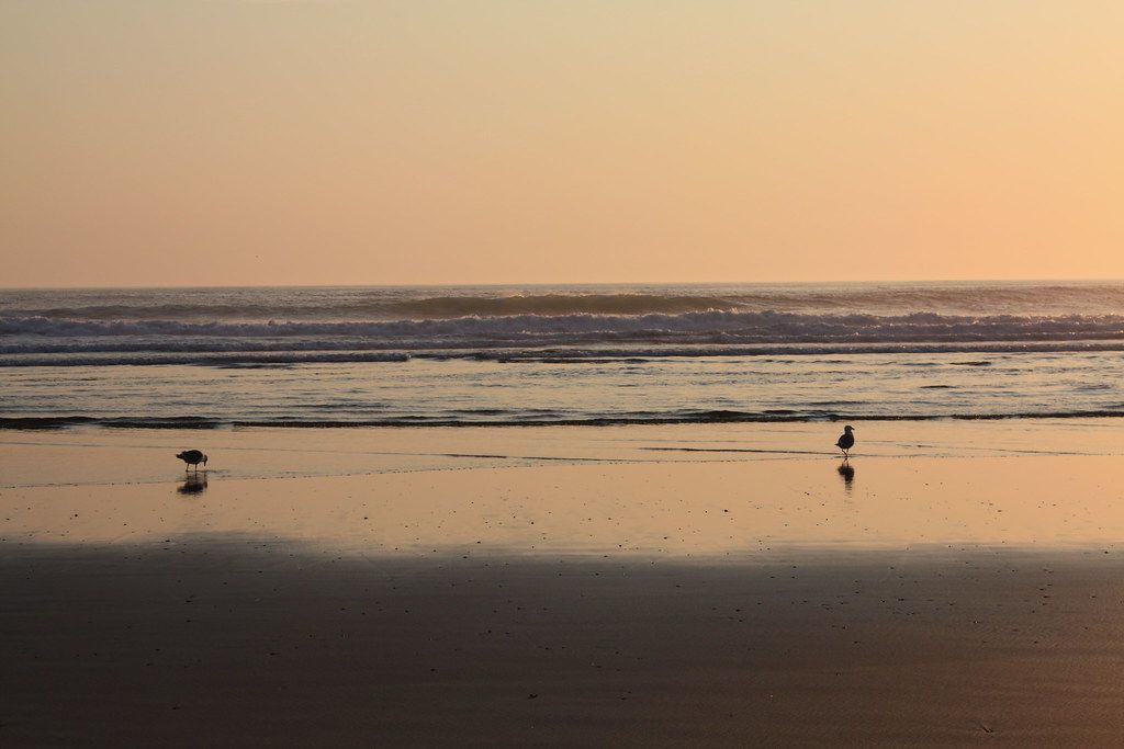 Seagulls on the Oregon Coast