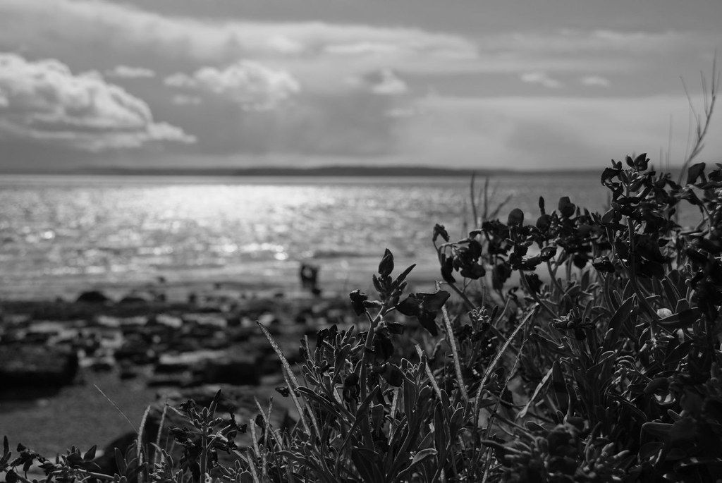Flowers on the beach