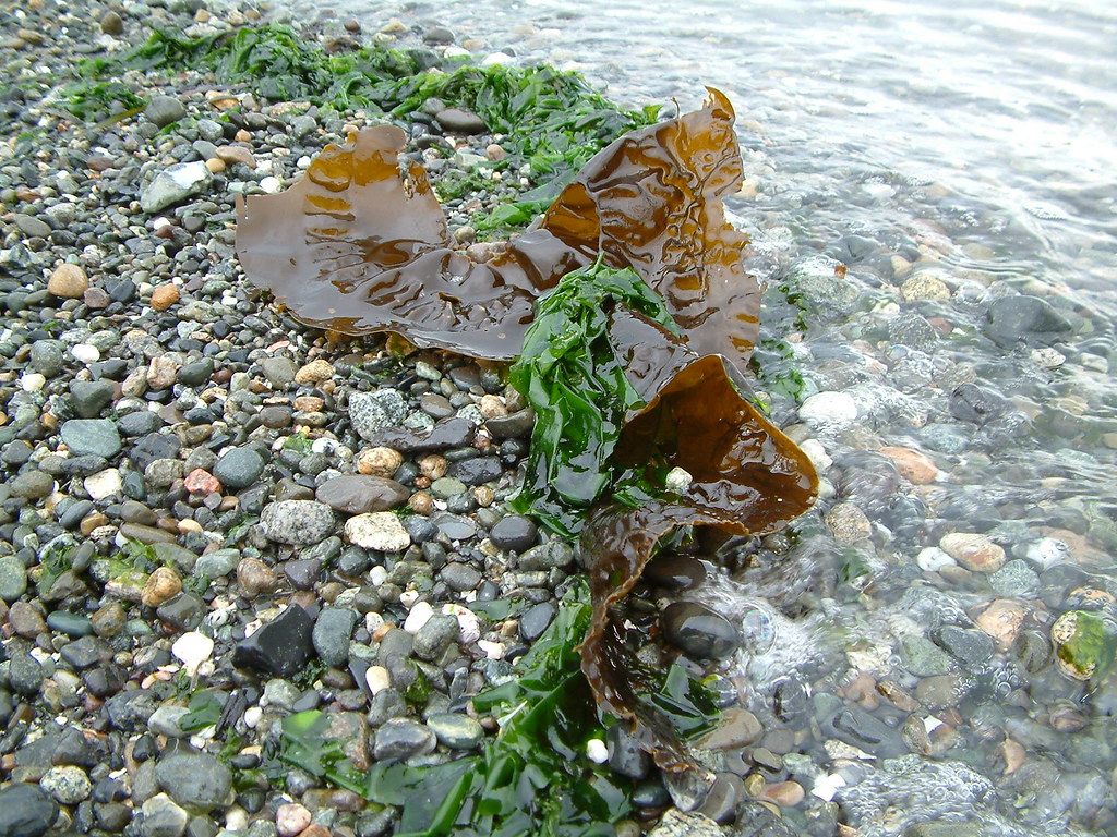 Weird kelp