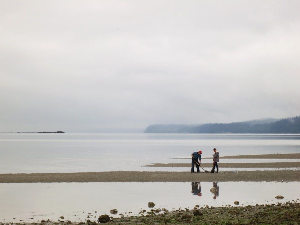 Clam diggers, Ala Spit