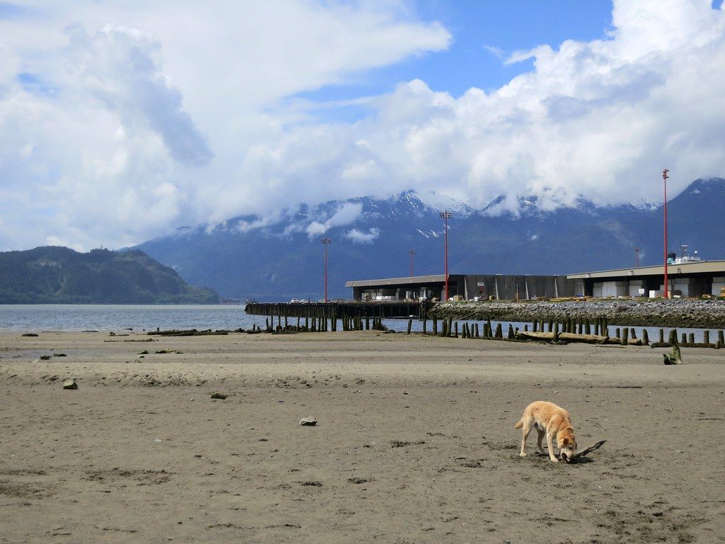 Beach, stick, happy dog