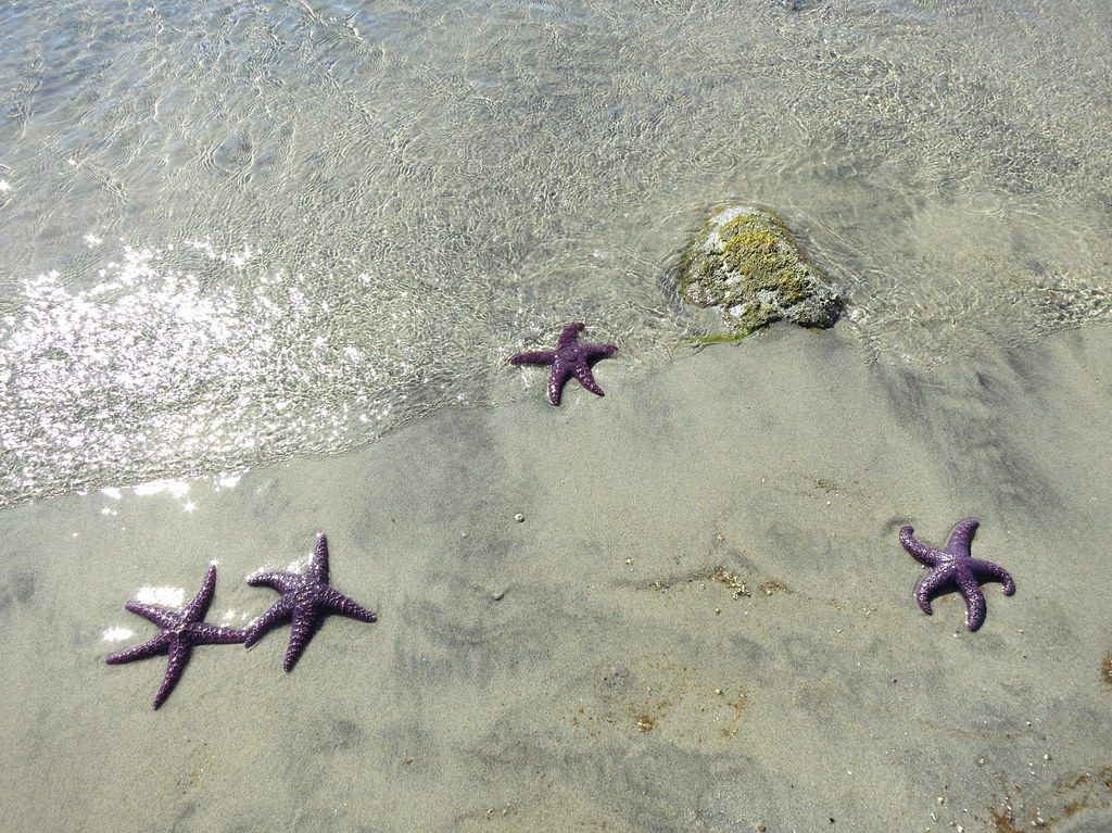 Twinkle, twinkle little stars