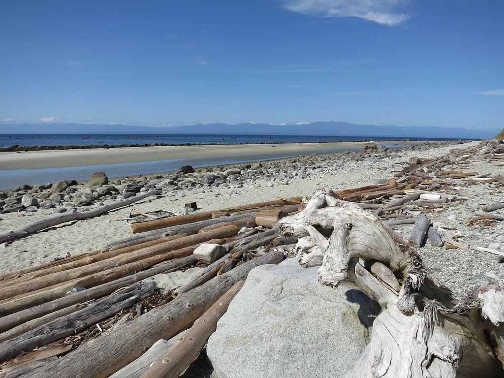 Driftwood on Sutherland Beach