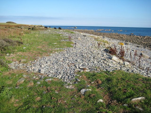 Cattle on Lowland Point
