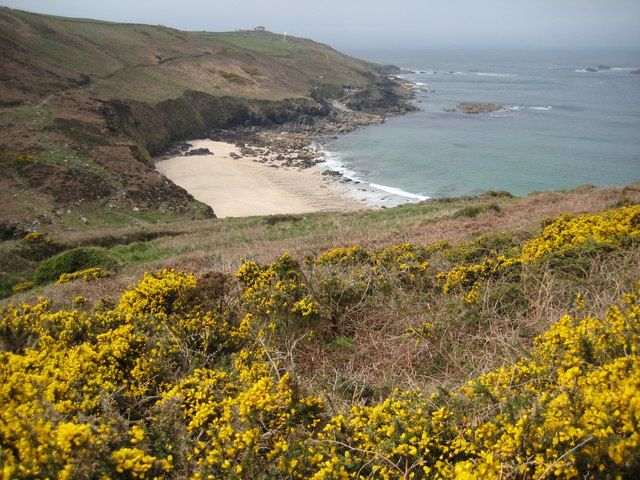 Gorse above Portheras Cove