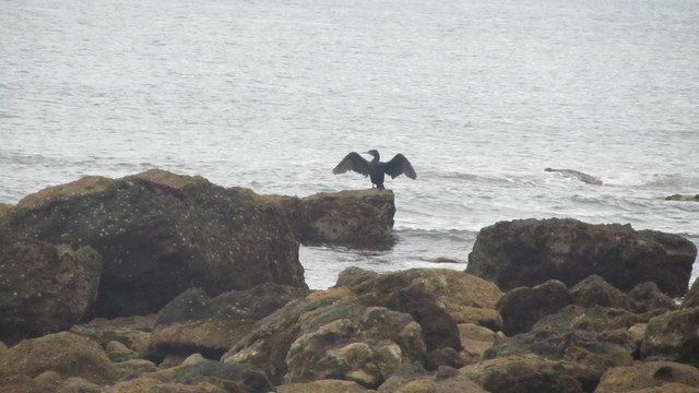 Woody bay  cormorant