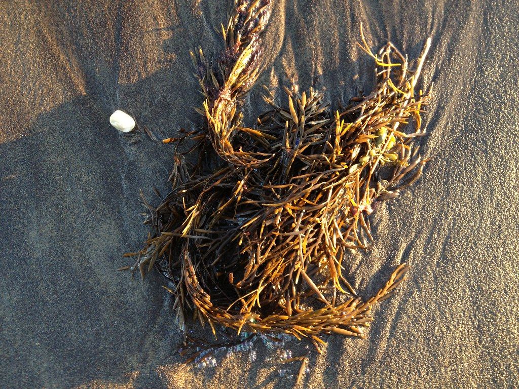 Washed up on the beach