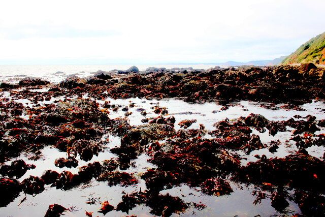 Rocks off Branscombe Beach