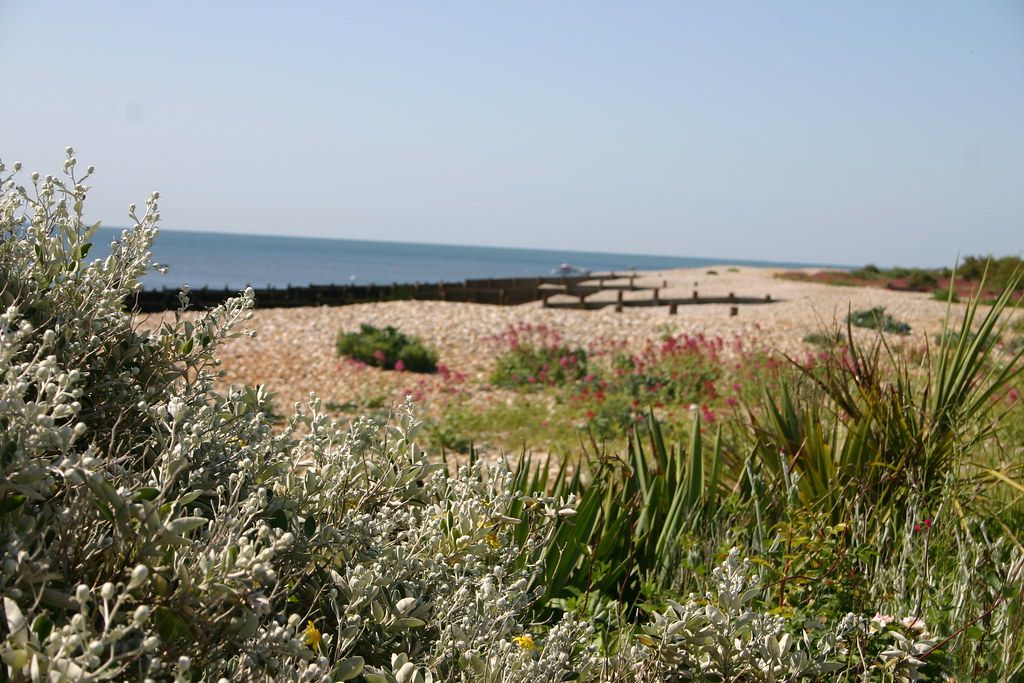 beach at Selsea