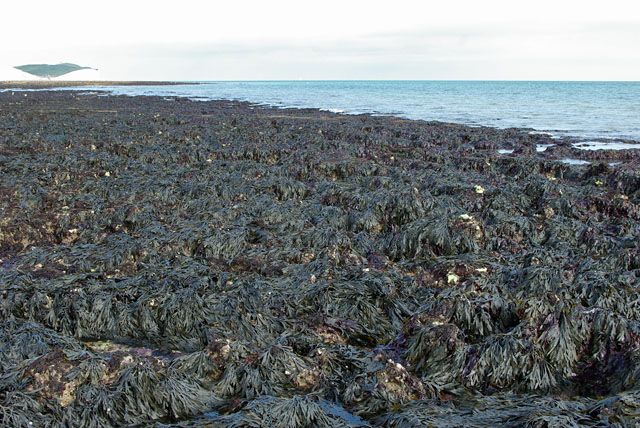 Seaweed covered chalk below Rough Brow