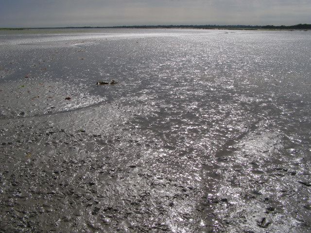 Mudflats south of Pylewell Shore, New Forest