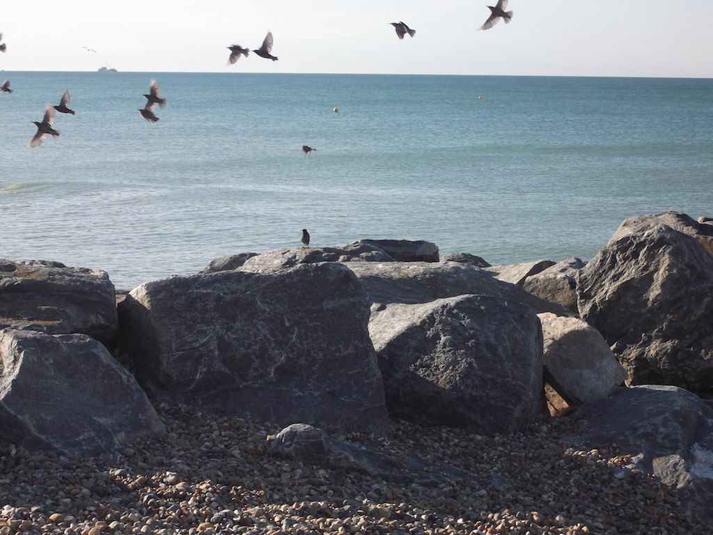 Starlings Saltdean beach