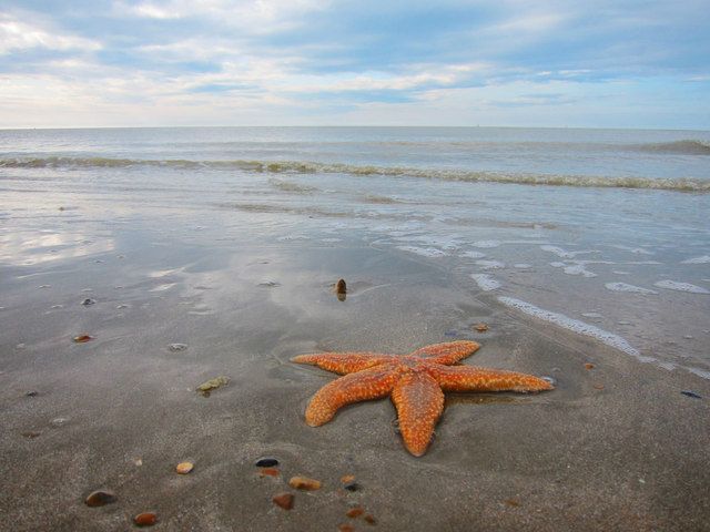 Star fish at Normans' Bay Beach