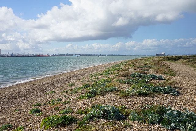 Sea cabbages by Southampton Water