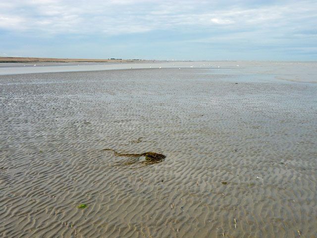 Winchelsea Beach, low tide