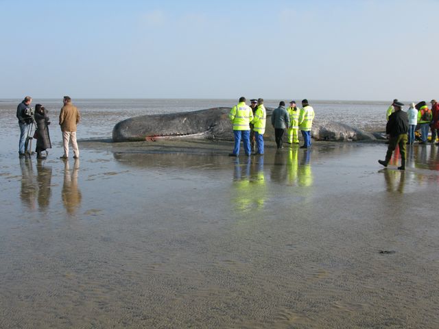 The stranded sperm whale at Pegwell Bay