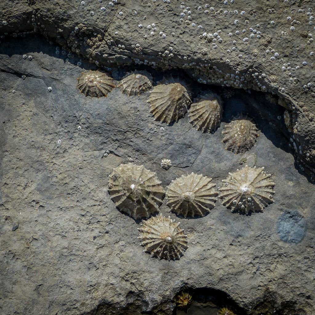 Cliffs at Llantwit Major