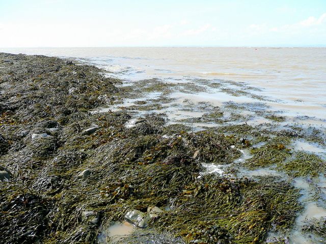 St. Thomas's Head