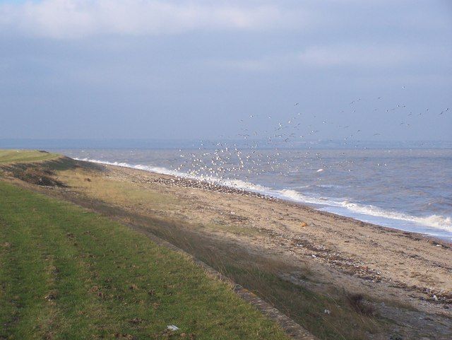 Flock of Oystercatchers on Beach