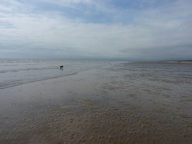 Daft Dog (again) on Cefn Sidan beach