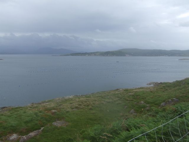 Mussel farming in the bay