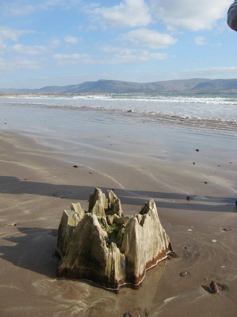 Tree stump at Inny Strand