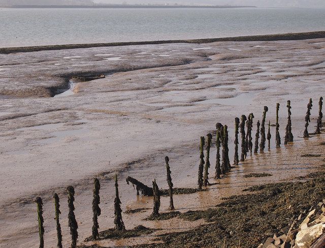 Seaweed-covered stumps in Orwell