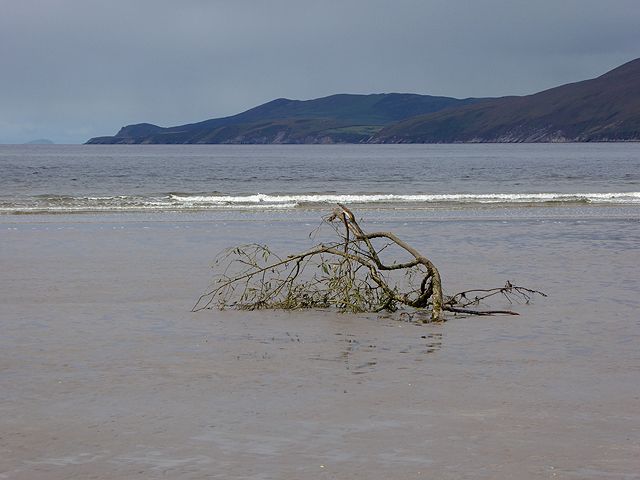 Driftwood on Inch Strand