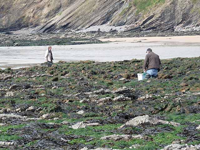 Gleaning on the shore at Bouley Bay