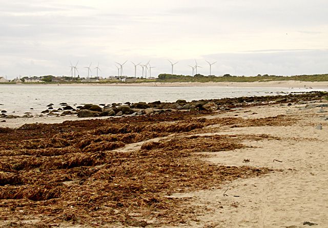 Seaweed on the beach