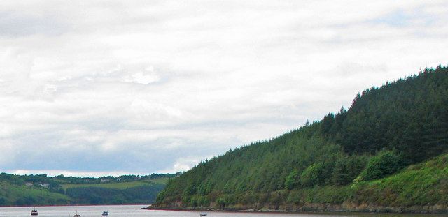 Forested shoreline along the Suir