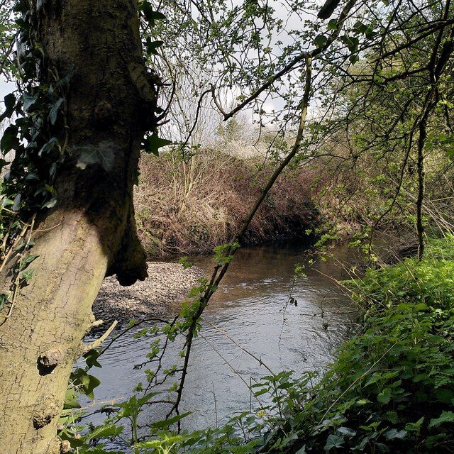 Grey Poplar leaves and bark, Sowe Valley, upstream from Clifford Bridge, Coventry
