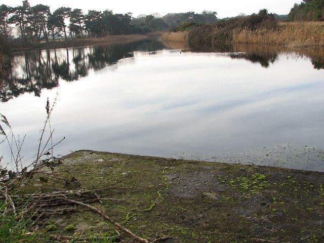 Pine trees on the shore of Lound Lakes