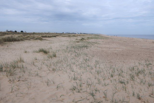 North Dene Dunes growing