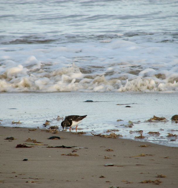 Hunting for tasty morsels on Hemsby beach
