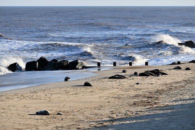 Horsey Gap Beach: Grey seals